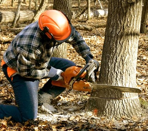 Tree Removal in Falun, KS